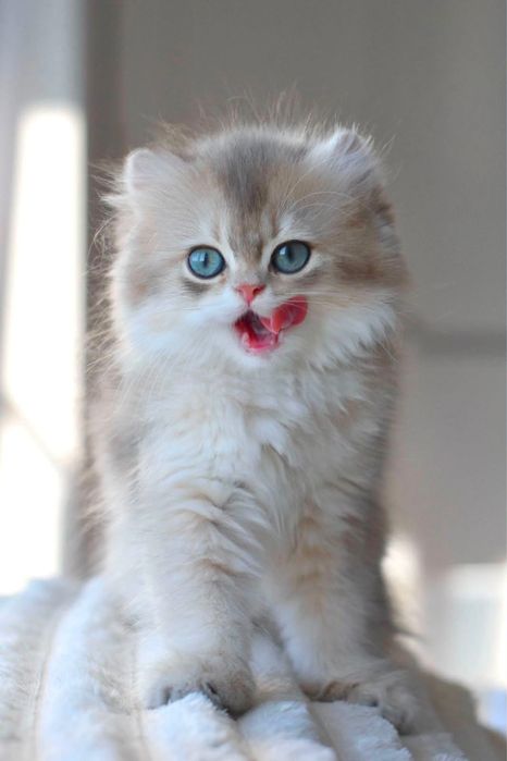 Baietel British Longhair cu pedigree