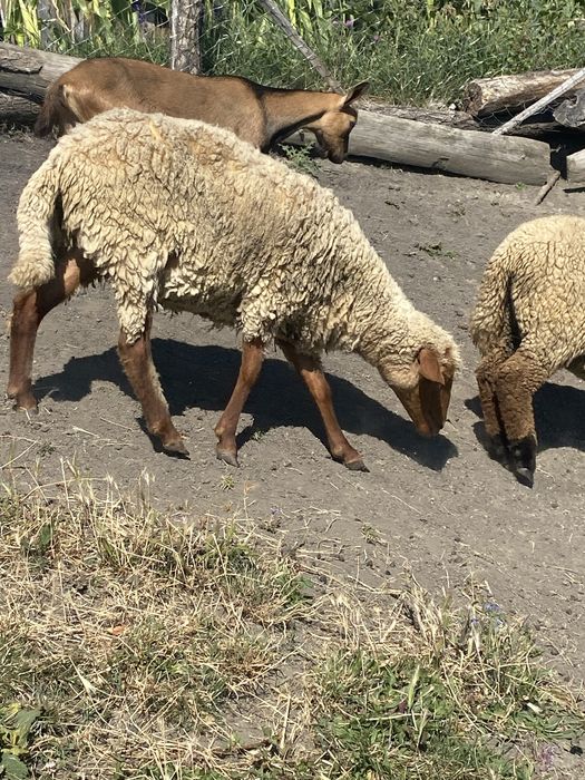 Capra alpina franceza