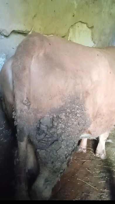 Продам КРС Быки с откорма