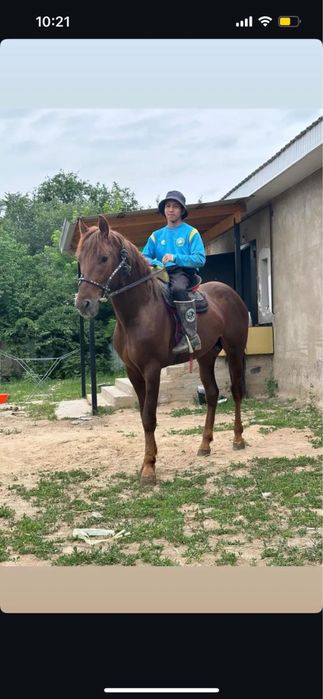 Продам лошадь 2 млн или обмен предлогайте варианты