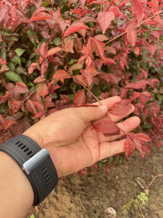 Янги тур! краснолистная декоративная писсарда (карликовая)
Писсарда Па