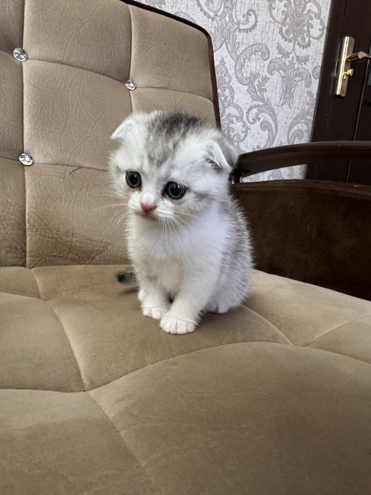 Продаю срочно  серебристую шиншлилу