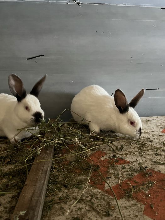 Vand iepuri californieni