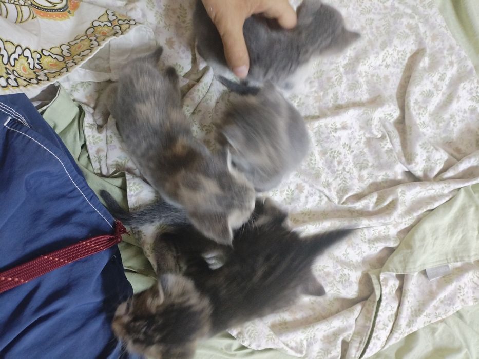 Пятеро котят, бесплатно