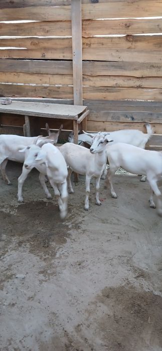 Лақтар сатылады,