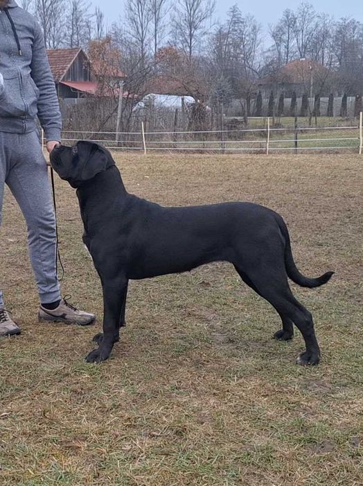 Cane Corso talie mare, pedigree FCI, femela junioară.