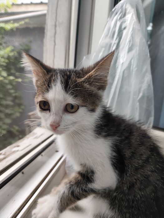 Котёнок в добрые руки
