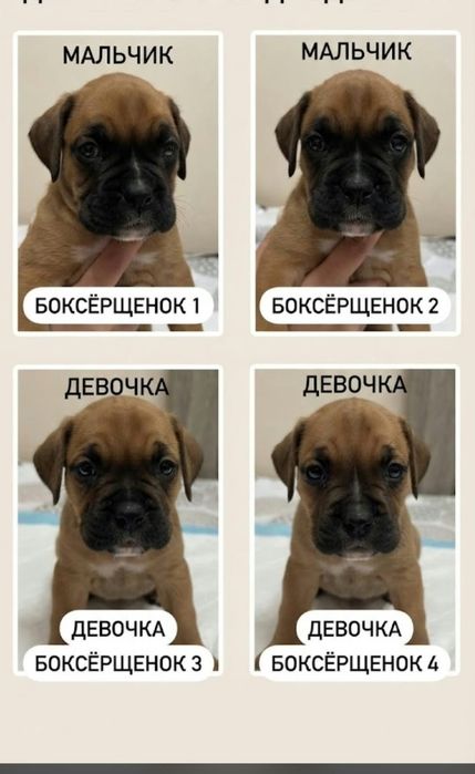 Продам щенков Боксера