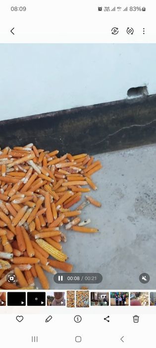 Зерно кукуруза для покорна