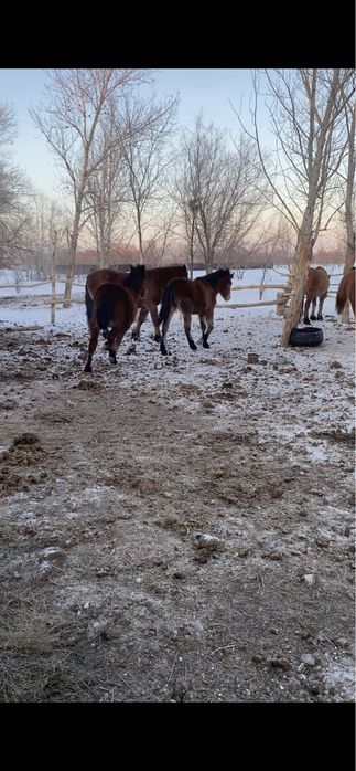 Семіз тай полутяж Ұрғашы Еркек