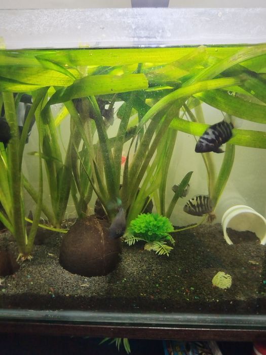 Acvariu cu ciclide