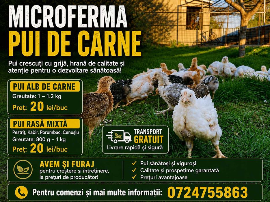 Pui rasa mixta /  albi de carne PASCANI !