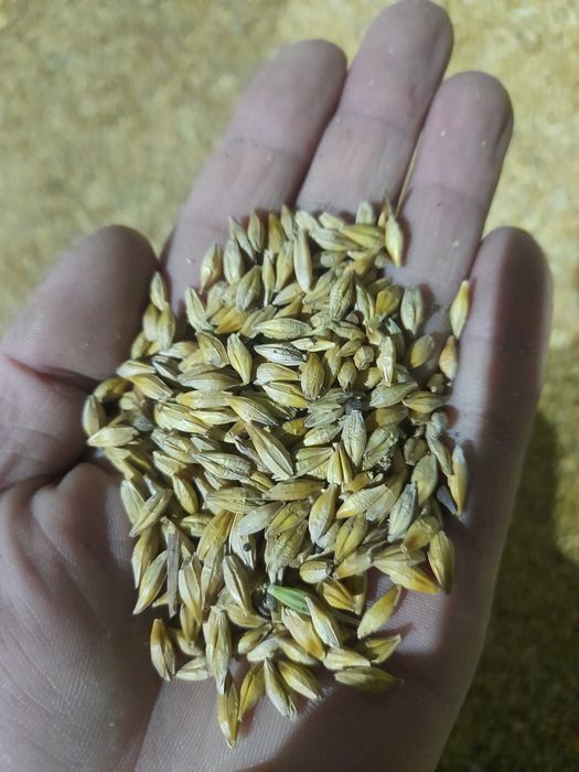 Продам ячмень по 90