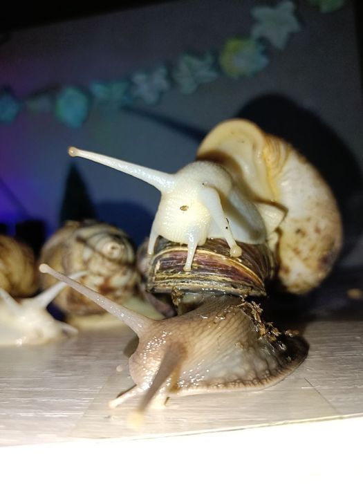 Отдам улиток в добрые руки, Ахатины