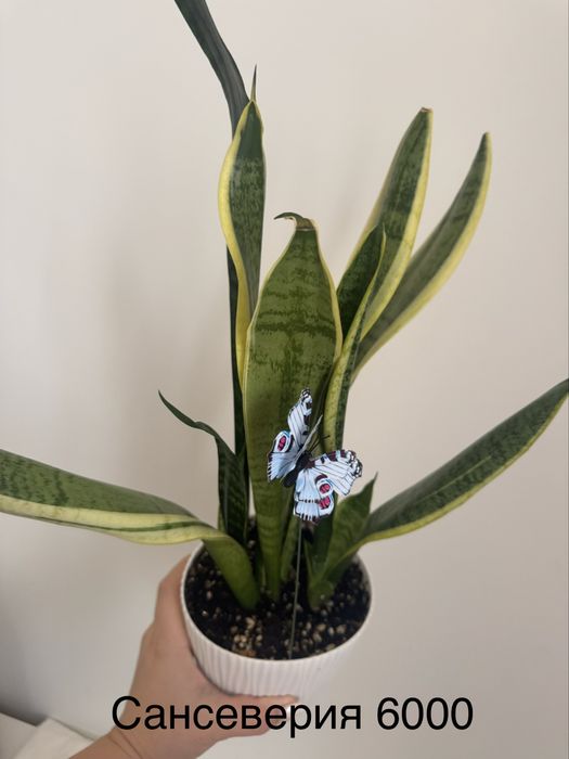 Комнатные цветы очень ухоженные