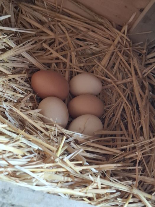 Damashniy Tuxum  sifatli yangi harkungi yengi