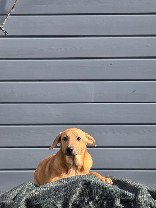 Щенок-девочка Нэна, 8 месяцев