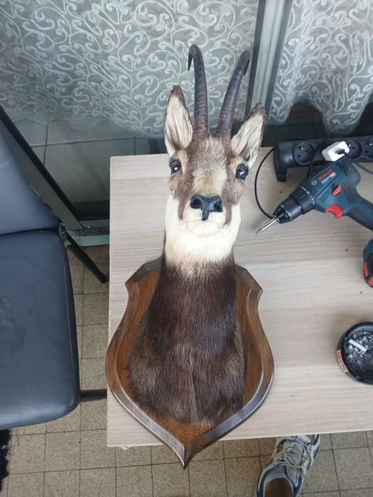 Trofeu capră neagră
