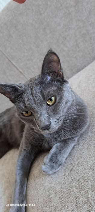 Отдам кота в добрые руки