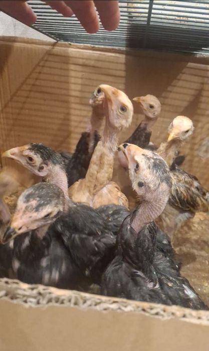 Продам цыплят вывод 26 января