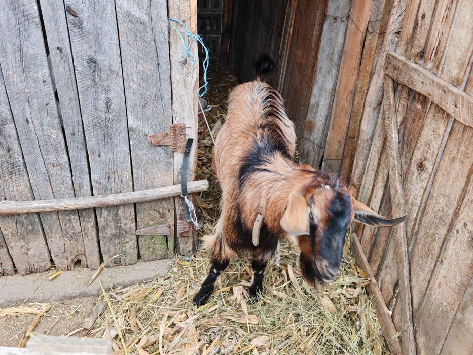 Țap de vânzare. Rasa alpina cu anglo-nubiana