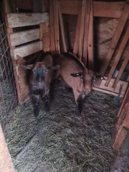 Vand iada alpina franceze