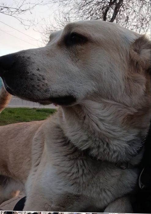 Ищу дом для малыша в 50 кг.