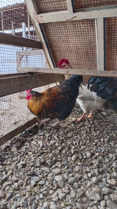 Қораз, Петух, Rooster