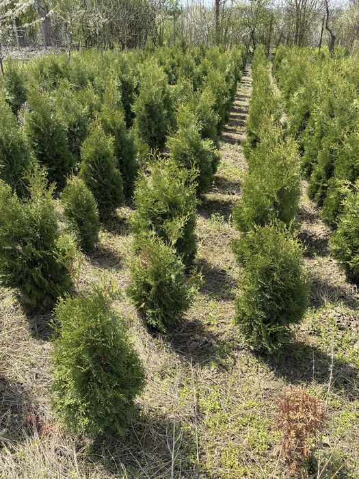 Туя, западна смарагд