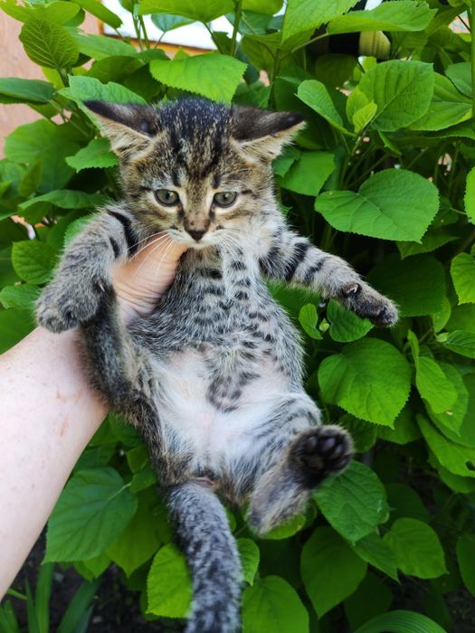 Отдам котят в добрые руки