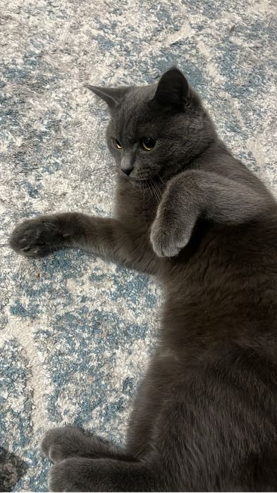 Отдам милого кота