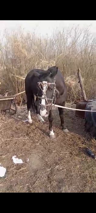 Обменяю мерена 5 лет