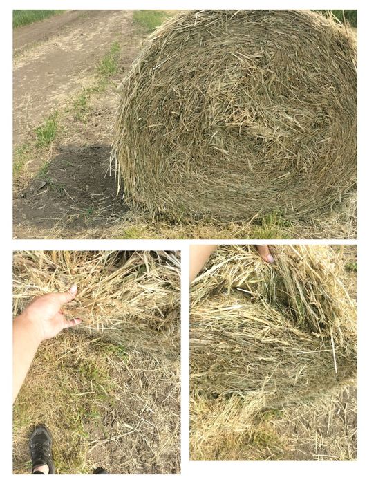 Продам сено свежее