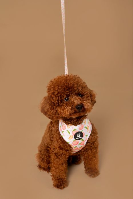 Кучешки нагръдник (на едро)