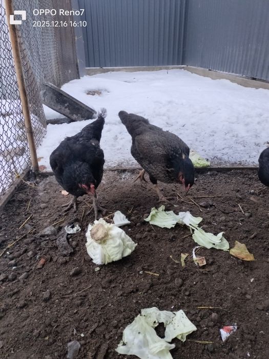 Продаются куры три штуки по 3500