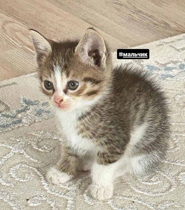 Отдам котят в добрые руки