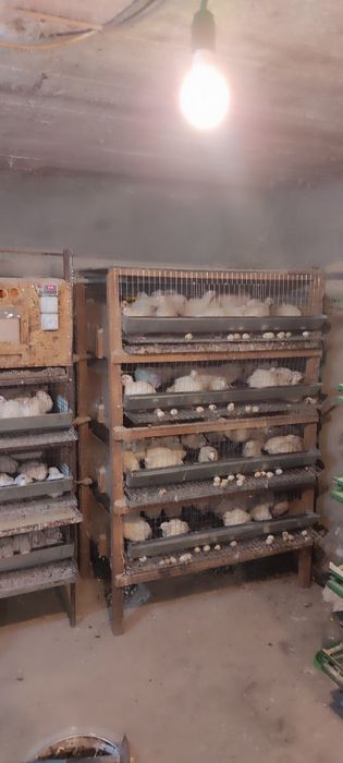 продам перепелов