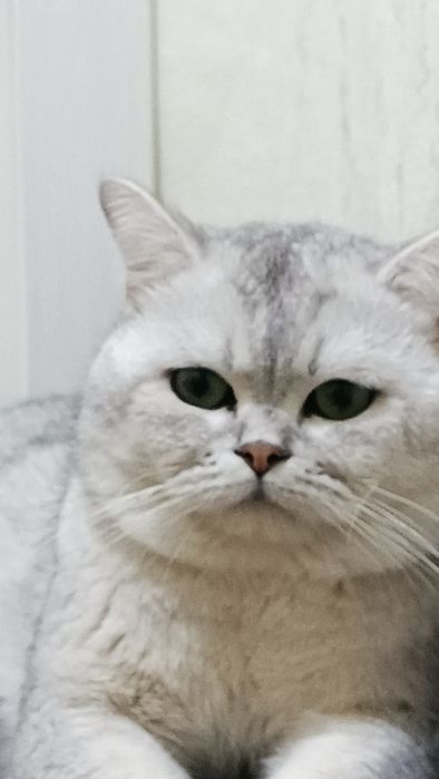 Vyazkaga britanskiy shinshilla