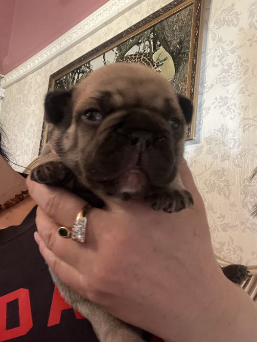 Шикарные французики