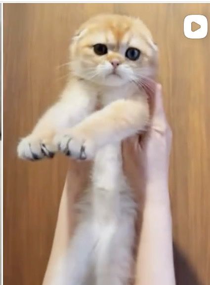 Золотые котята шиншилята