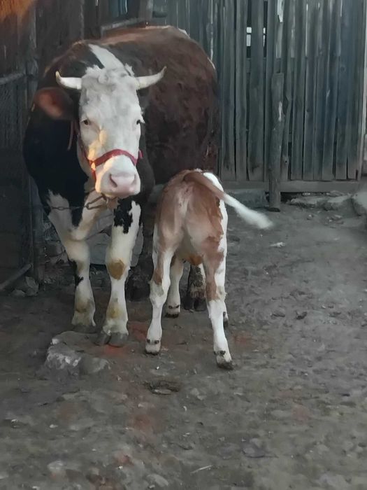 Vând junică la prima fatare garantată