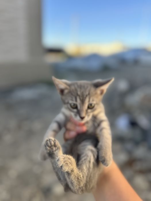 Отдам котят бесплатно