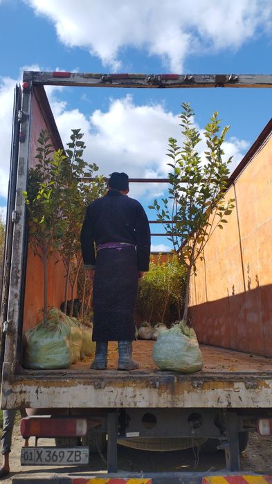 Саксовул  ( saksovul ) декларативный дарахтлар