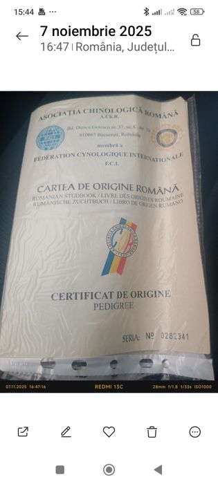 Cane corso cu pedigree și carnet  de sănătate!