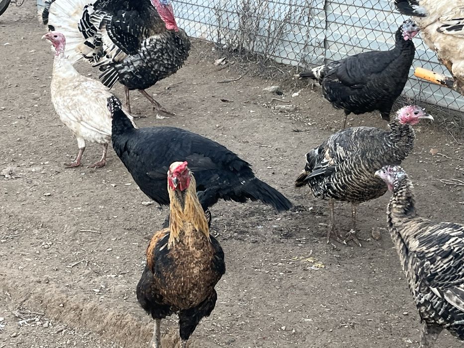 Әтештер сатылады