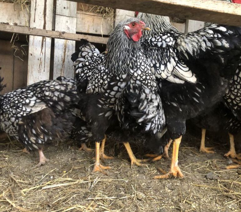 Familie gaini Wiandote  Brahma asa mare 2024 3+1 si oua