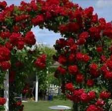 Răsad (butas) Trandafir cățărător /curgator, rosu, alb, roz sau galben