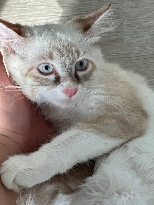 Котята турецкой онгоры