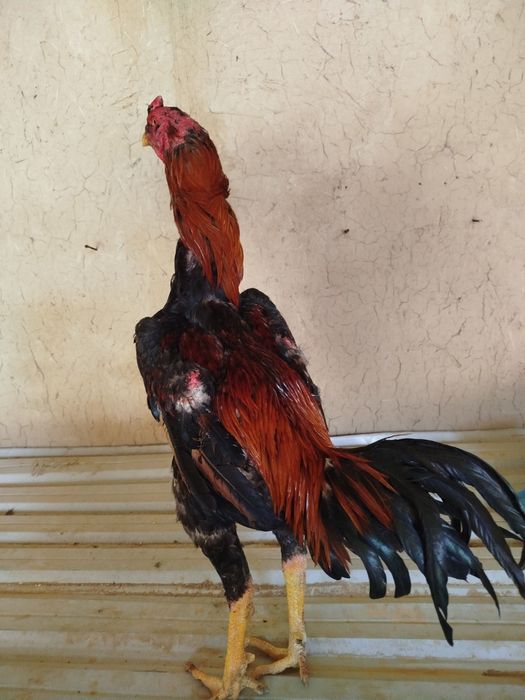 dakan xoroz zotiga qoniga jovob