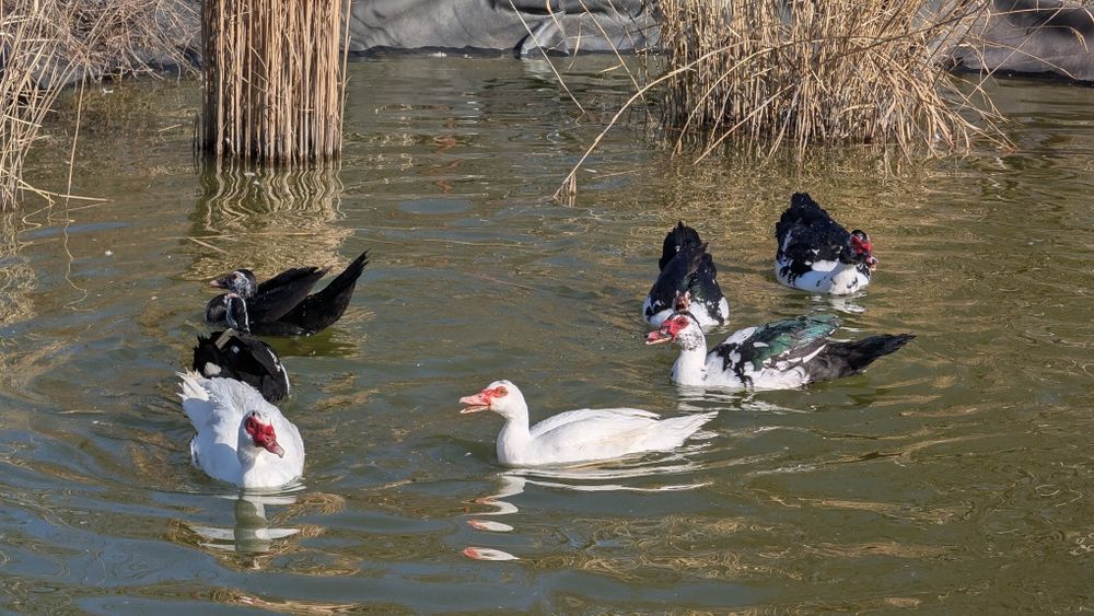 Vând rate mute din 2025 care consuma  melci și limacși